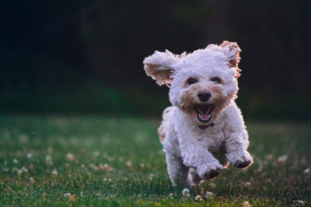 happy dog